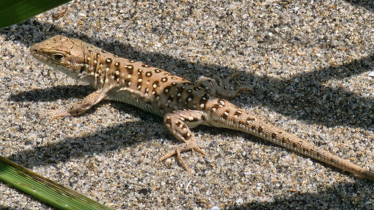  표범장지뱀(Eremias argus) 생태 및 서식현황