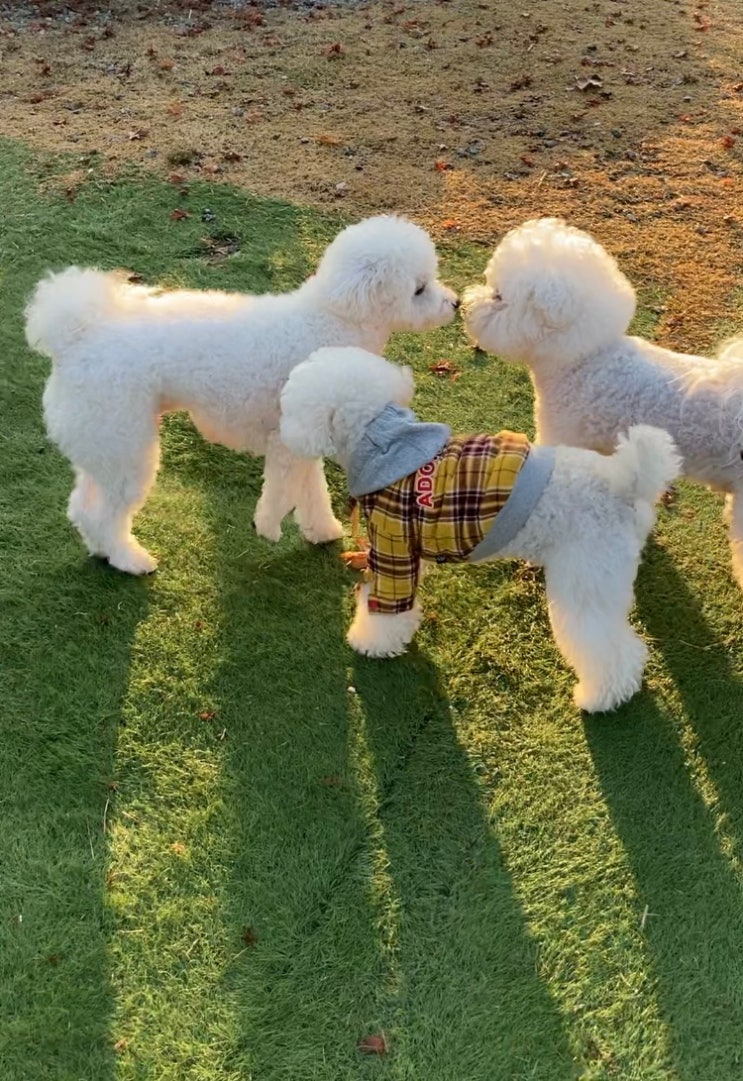 남양주 애견동반 캠핑장 _물동네힐링캠프 슈니랑 겨울캠핑/여름캠핑 2번 다녀온 후기