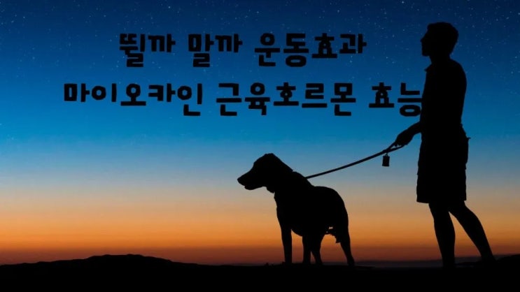  운동효과 마이오카인 근육호르몬 종류 역할 효능
