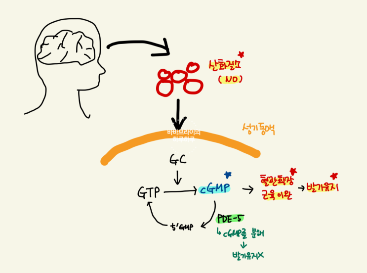  발기부전치료제 약 종류 반감기 비용 고민 후 선택