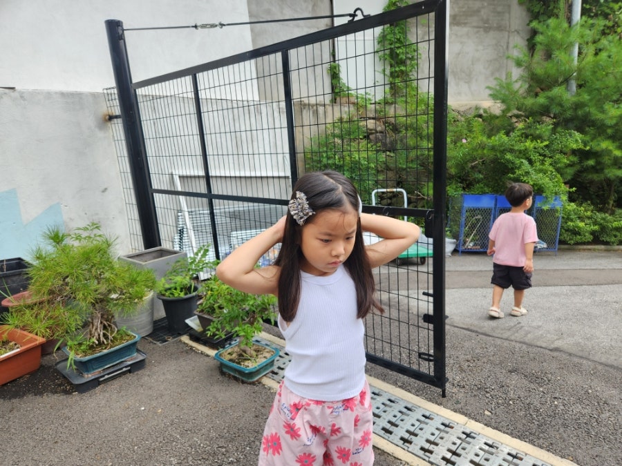 여우별꽃 사진 6