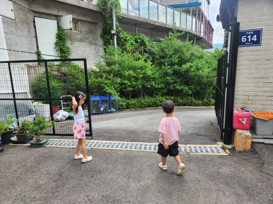 여우별꽃 사진 5