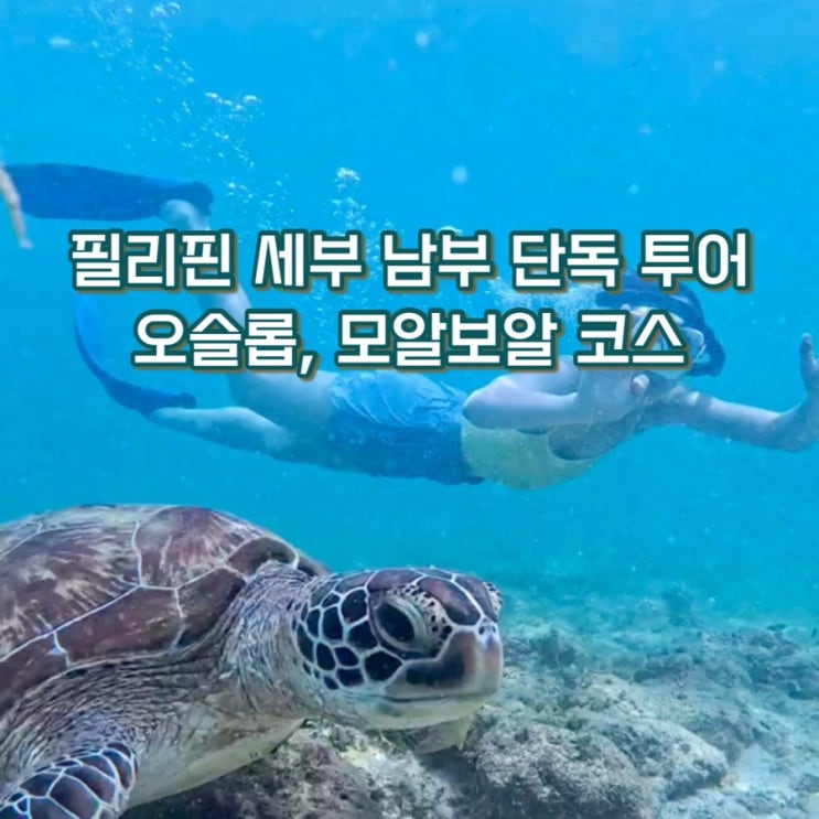  [세부 서핑유학] 세부 남부투어는 단독투어로! (세부공항 도착하자마자 오슬롭 고래상어 / 모알보알 바다거북이)
