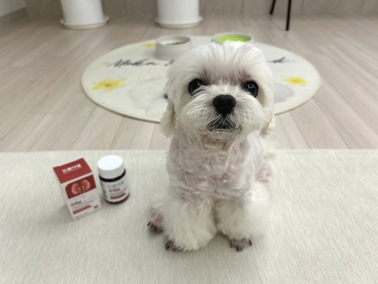 프롬더셀 <b>유레날</b> <b>강아지 신장영양제</b> 추천 <b>방광염</b> 요로결석... 