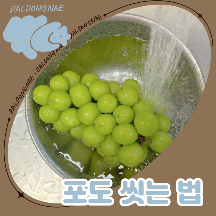  과일 세척 포도 씻는 법