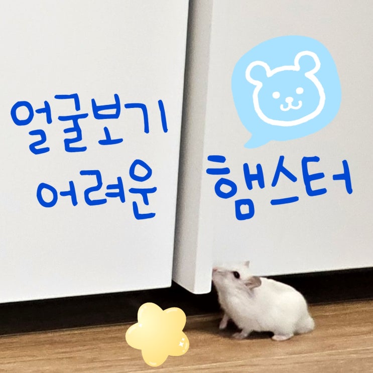  얼굴 보기 어려운 드워프 펄햄스터