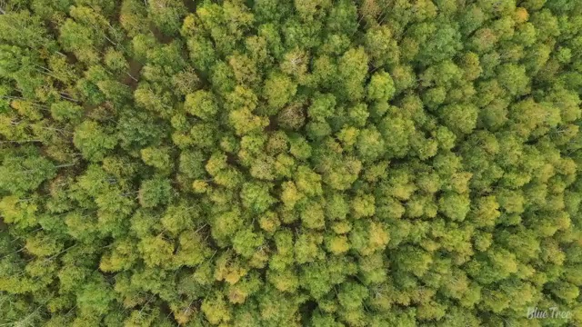  부산 아동심리상담 센터 , 아동심리상담사 자격증 1급,2급 동시에 합격한 전략 , 전망