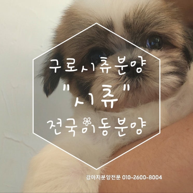  다정하고 활발한 댕댕이와 같이 여름휴가 떠나요! 서울 구로 시츄분양 알아보아요