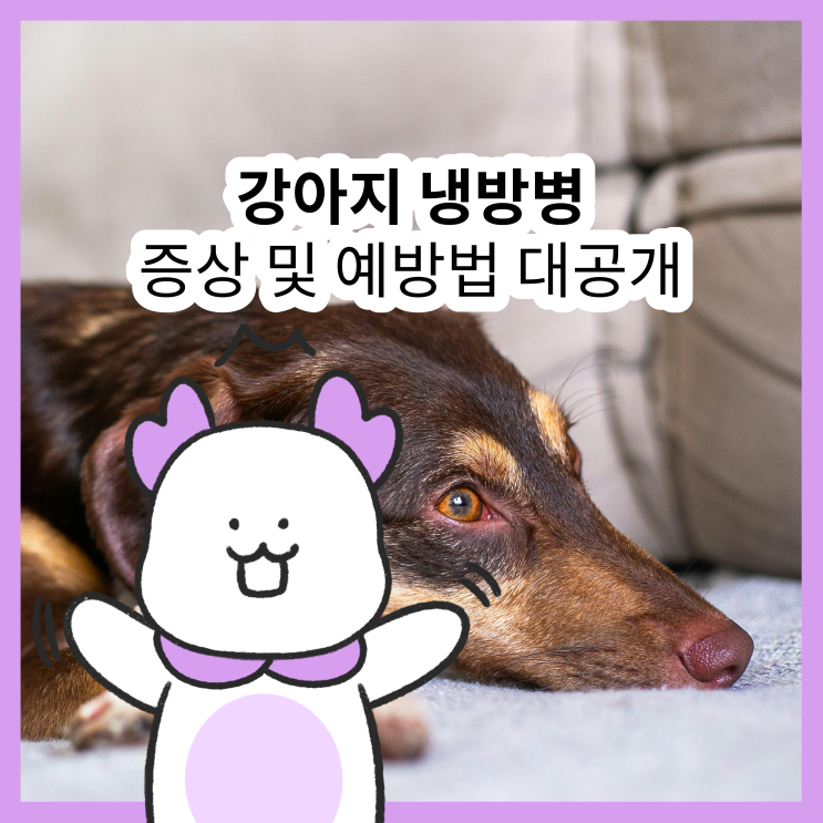  강아지 냉방병 증상, 예방법 및 대처법