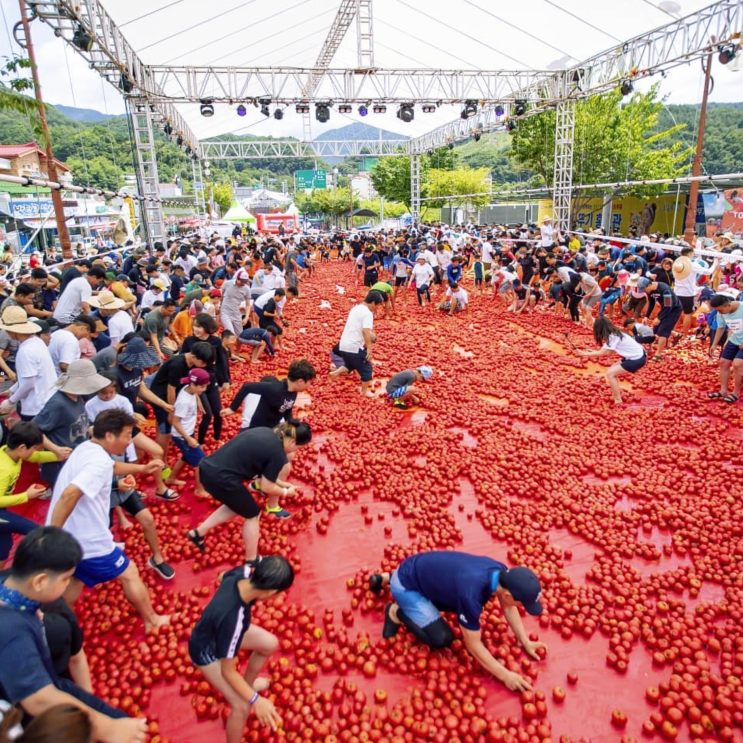 화천토마토축제 문화마을 이용요금 <b>대중교통</b>... 