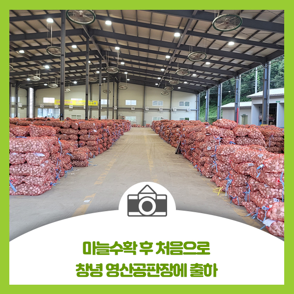 마늘 수확 후 처음으로 창녕 영산공판장에 출하