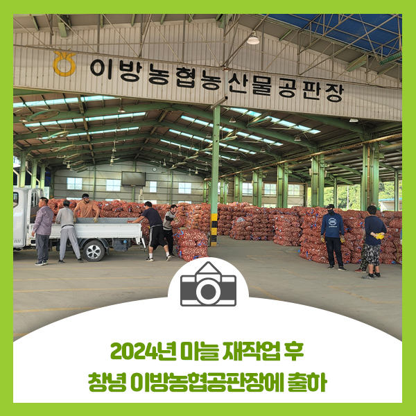  2024년 마늘 재작업 후 이방농협공판장에 출하