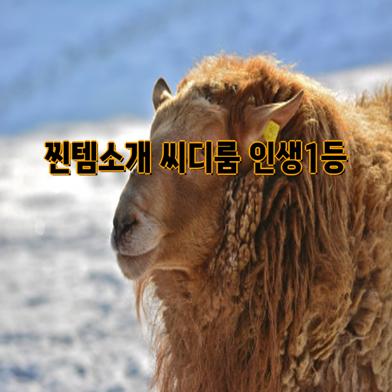 찐템 소개| 레전드 가수들의 명반 CD 추천 | 양희은, 이문세, 김세영, 사랑의 콜센타, 이선희