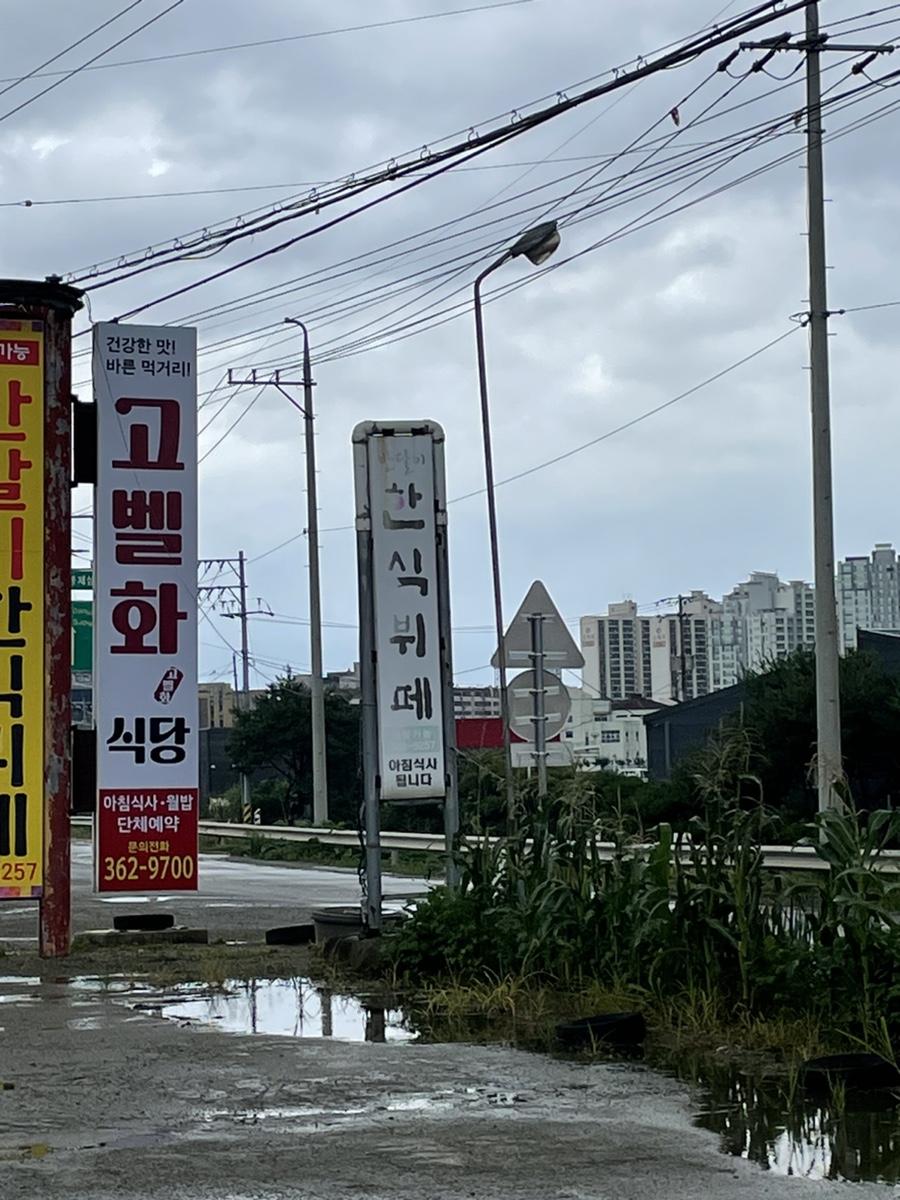 고벨화 사진 2