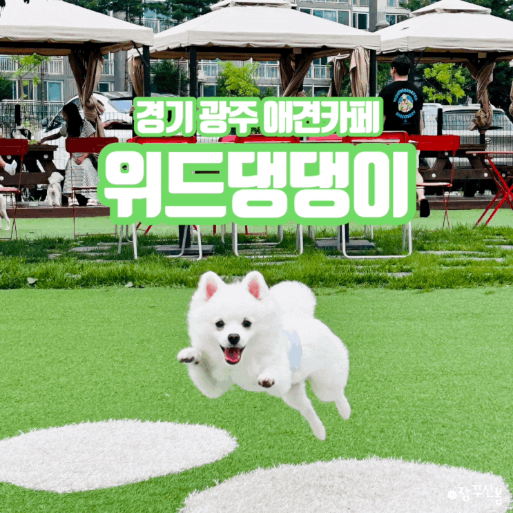 경기 광주 강아지 수영장이 있는 애견카페 위드댕댕이 노키즈존으로 운영해요 경기 광주 강아지 수영장이 있는 애견카페 위드댕댕이 노키즈존으로 운영해요