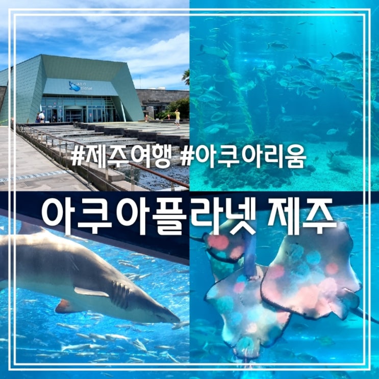 아쿠아플라넷 제주 || 제주도 동쪽 실내 여행 코스 뗏마체험 공연시간 (feat. 오션아레나) 아쿠아플라넷 제주 || 제주도 동쪽 실내 여행 코스 뗏마체험 공연시간 (feat. 오션아레나)