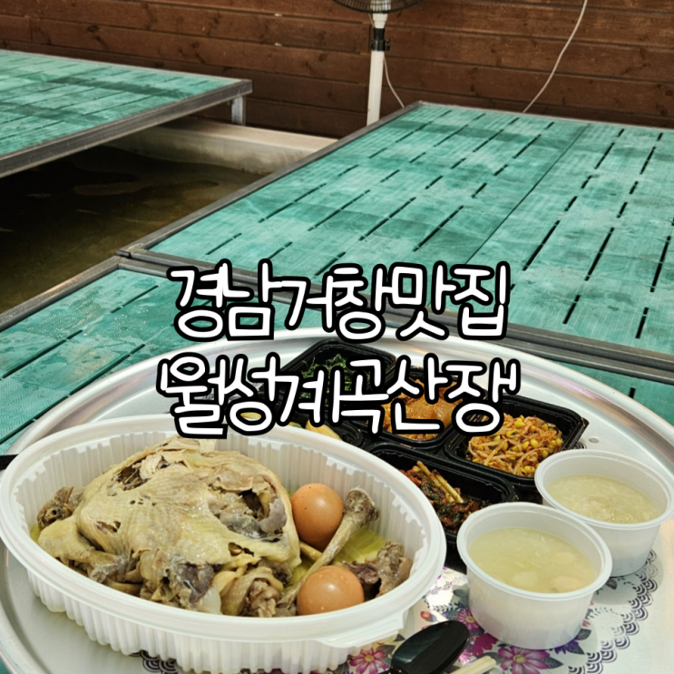  경남 거창 맛집 '월성계곡산장' | 거창계곡 평상대여, 촌닭백숙 맛집(+ 어린이 물놀이장)