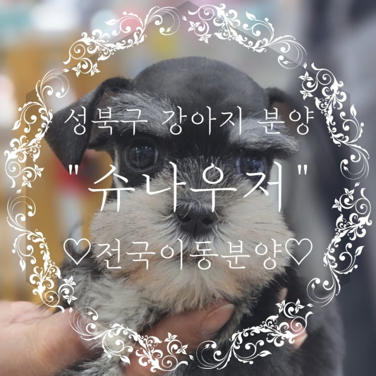  반려동물정보 사교성 좋은 밝고 애교 많은 성북구 슈나우저분양