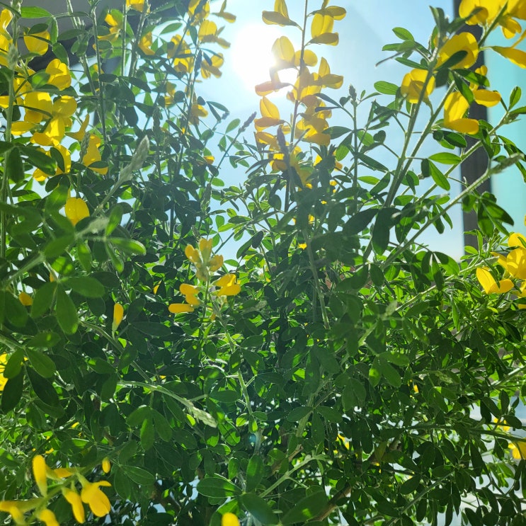  애니시다 여름철 가지치기