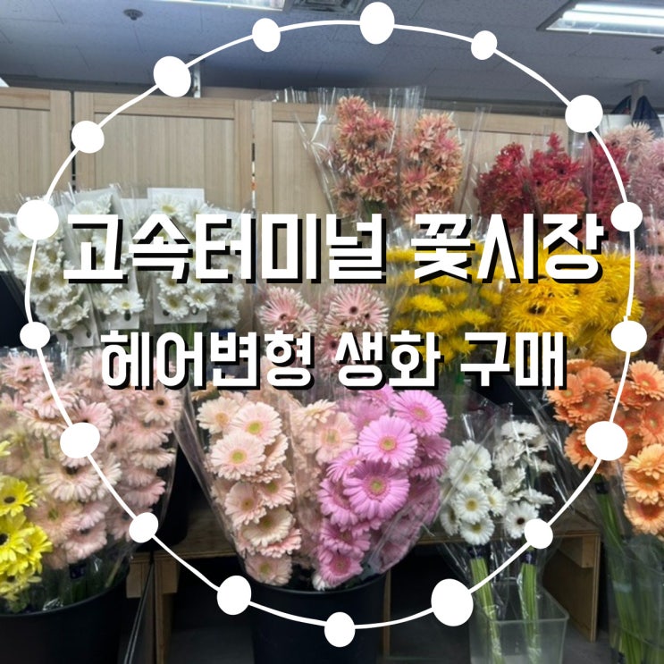  고속터미널 꽃시장 웨딩촬영 헤어변형 생화구입 후기(+주차, 영업시간)