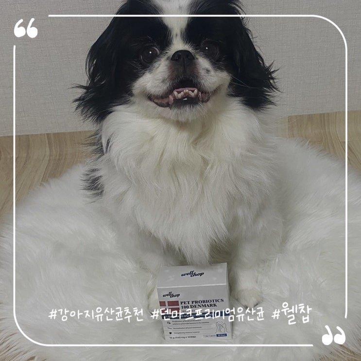  강아지유산균추천 웰찹유산균