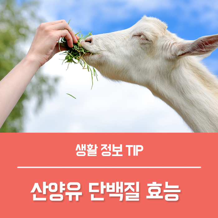  산양유 단백질 효능 TOP3, 산양유 효능 부작용 선택 기준 총정리!