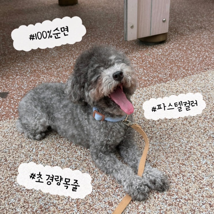  소형견 강아지 목출 추천 보들랑 순면 목줄