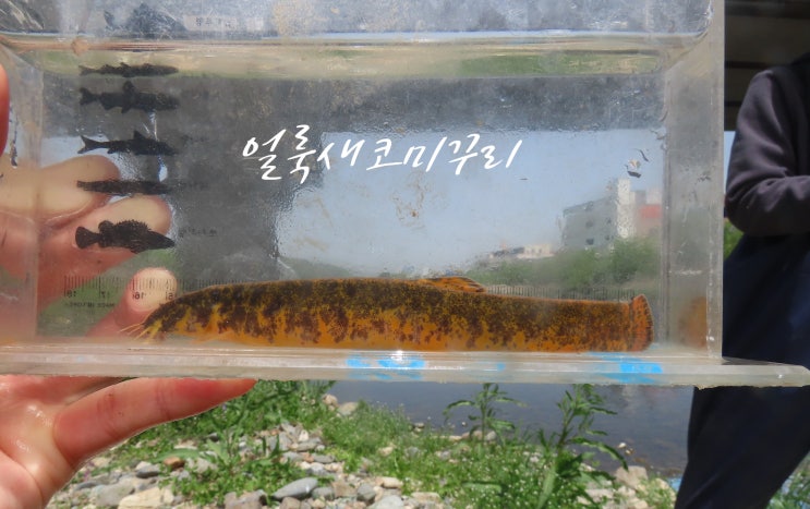  얼룩새코미꾸리(Koreocobitis naktongensis)