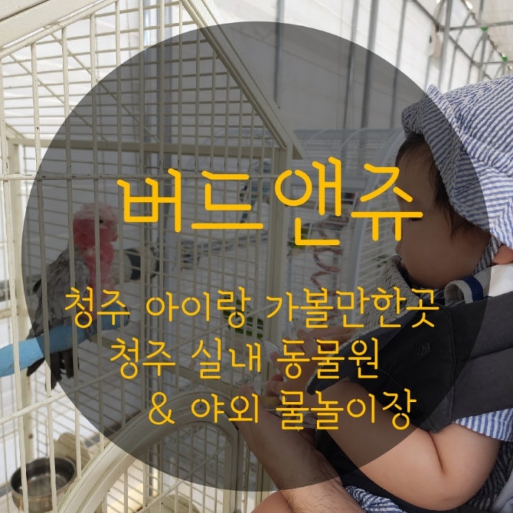  청주비오는날가볼만한곳 청주아이랑가볼만한곳 버드앤쥬 실내동물원 야외물놀이장 엄지척
