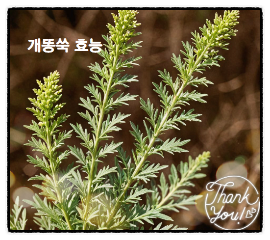  개똥쑥 효능 항암효과까지
