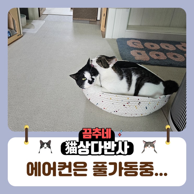  성깔있는 고양이 박후추씨...아주 그 성깔의 끝을보다