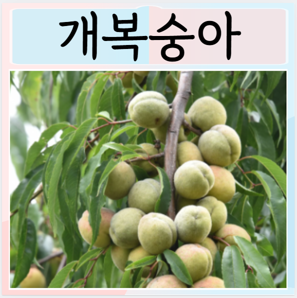  개복숭아 칼로리 효능 보관방법 먹는법 부작용