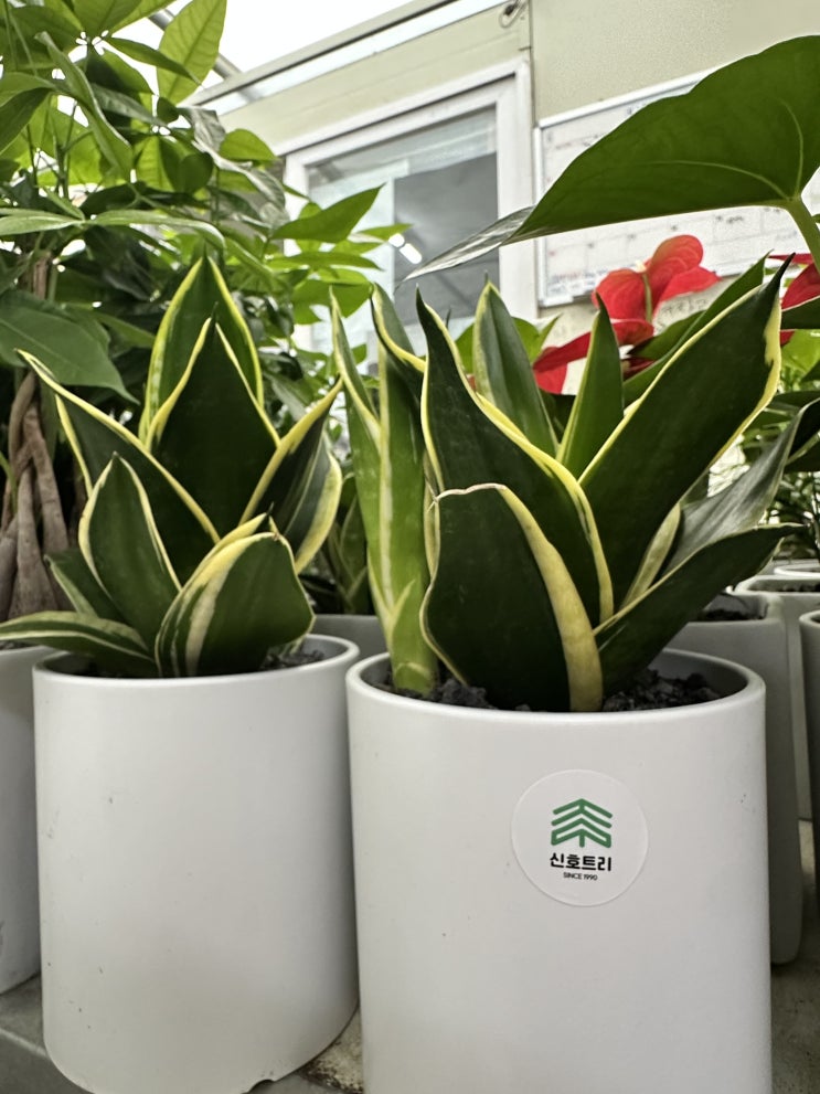  수경재배 가능한 공기정화식물 산세베리아