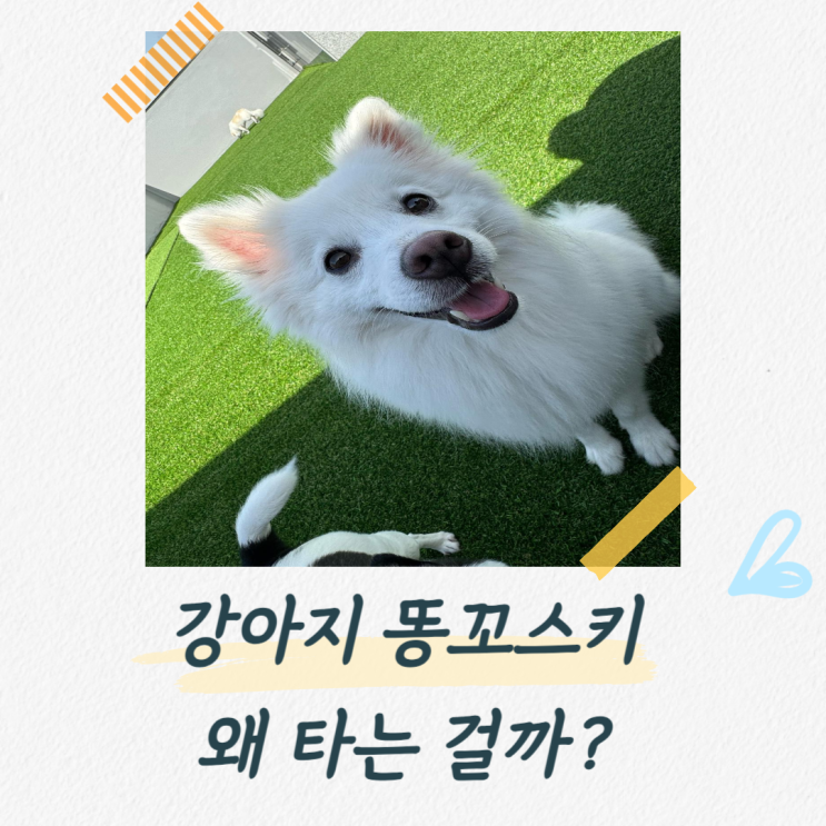  강아지 똥꼬스키 보호자가 알아야 할 모든 것