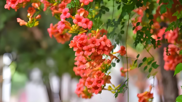  능소화 꽃말 뜻 키우기 알아보기
