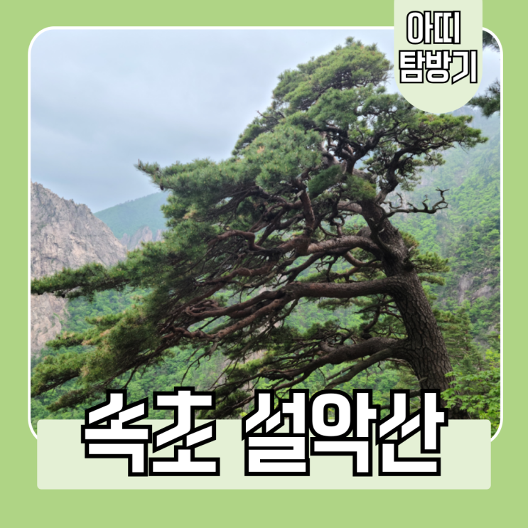  가족들과 속초 설악산 산책(케이블카, 신흥사, 무학송)