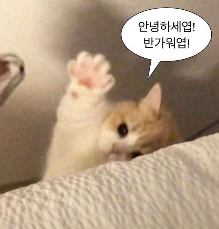  8월 시작 ᐢ ̳ᴗ ̫ ᴗ ̳ᐢ