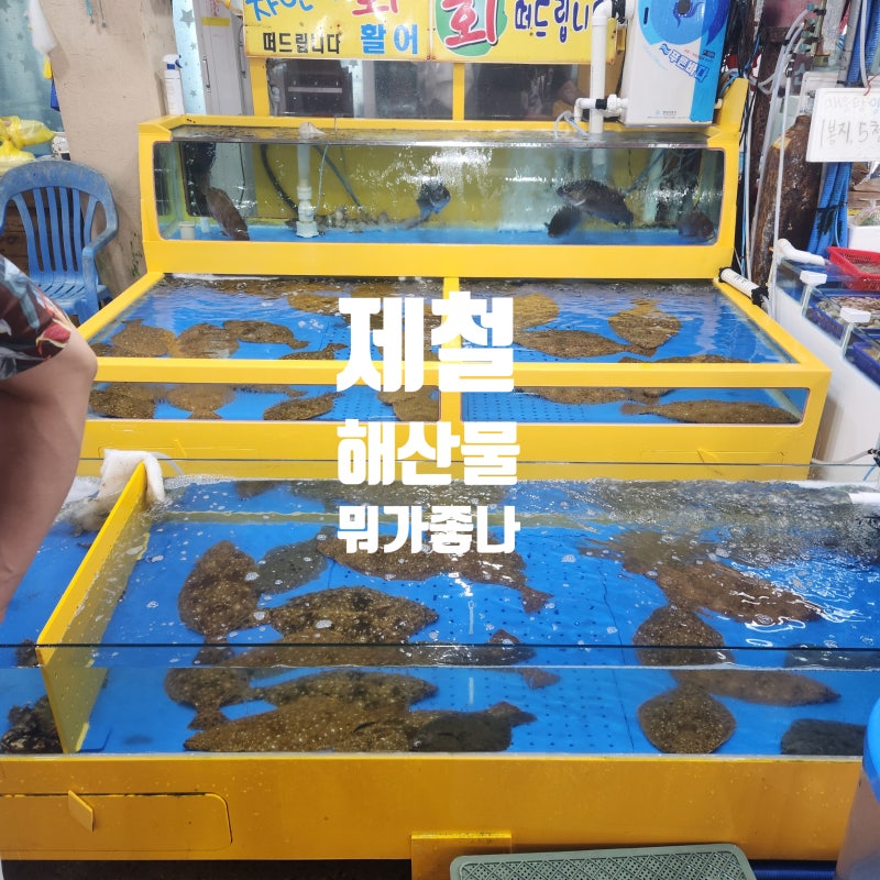 8월 9월 제철 회 해산물