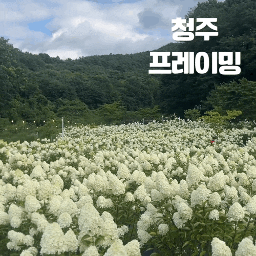 청주 카페 추천| 유럽 수국 축제 프레이밍 수국 개화 상태(8/1기준), 주차