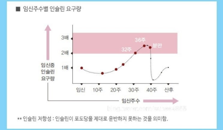  [이란성쌍둥이 임신 4개월] 14주, 15주  / 임전당 / 임신주수별인슐린요구량 / 밑빠짐증상 / 겸댕이들 태몽은?