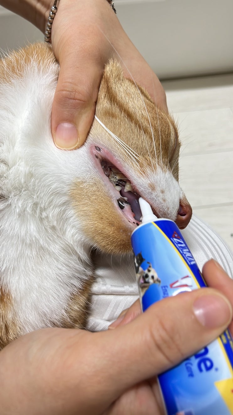  고양이 잇몸 염증 피 부음 자이목스 오라틴 안티셉틱