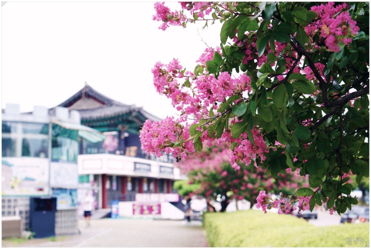  화성 연무대 배롱나무_ 수원 행궁동 여름 꽃구경