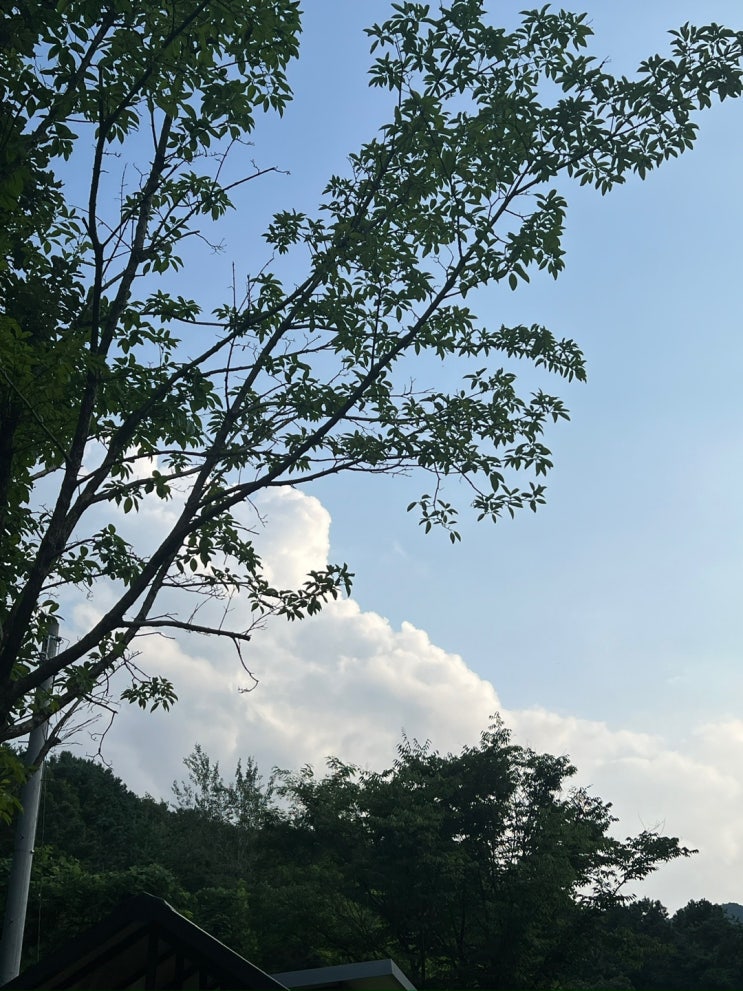  이천 갈만한 곳 ‘모가의 숲’ 탐방기