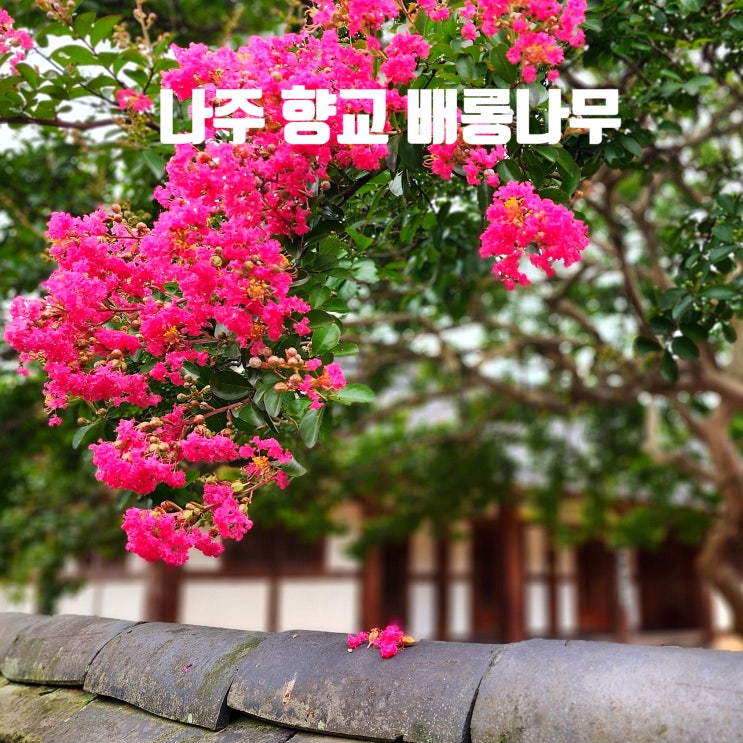  〔전남나주〕배롱나무 명소 나주향교-나주 서성문(영금문)-은행나무가 멋진 곳-나주 금성관 & 나주향교-광주 근교 배롱나무-나주향교 배롱나무 개화 상태 24.8.7