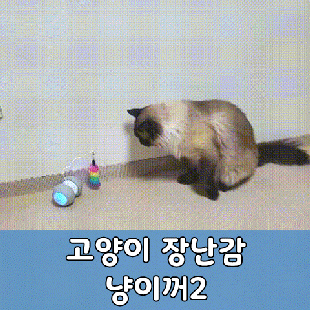  냥이꺼2 고양이 자동 장난감 똑똑한 냥집사 추천템!