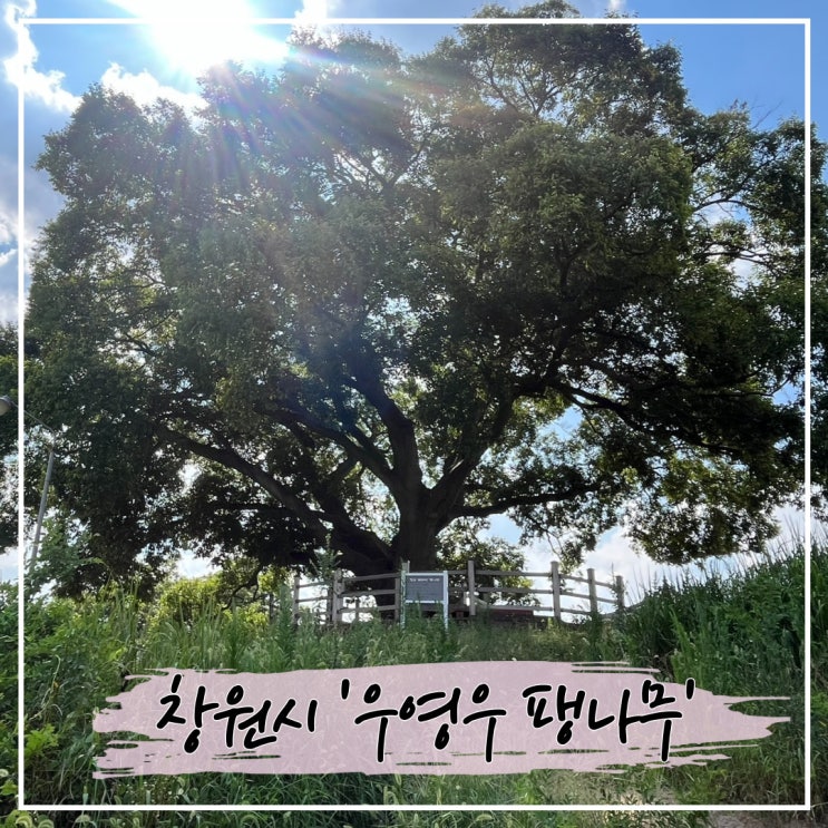  이상한 변호사 우영우 "소덕동 팽나무" 보고 왔어요.