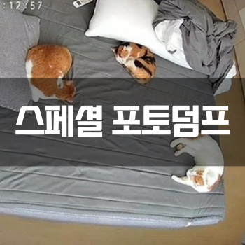  [스페셜 포토덤프] [화성 봉담] 추천받은 식당, 신동태전문점 후기!