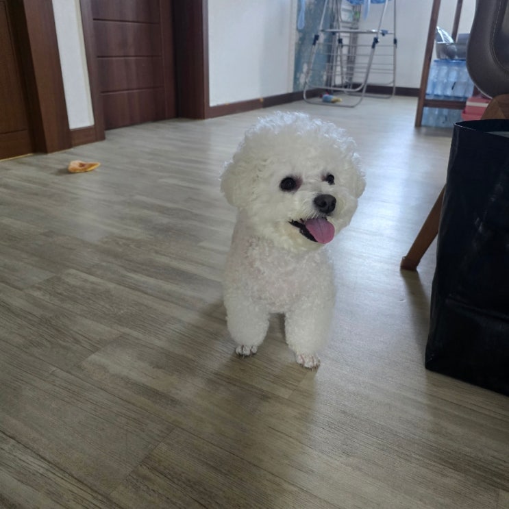  8월 1째주 일상 블챌