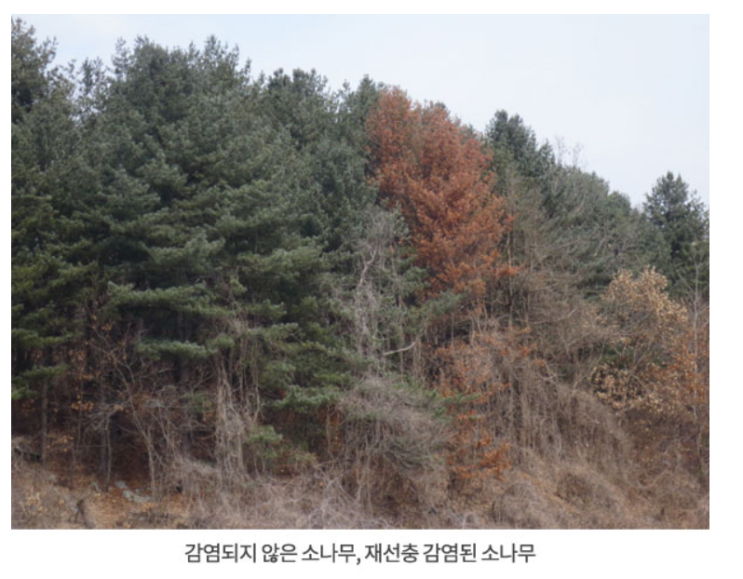  전국 소나무류반출금지구역 지정현황(24.8)