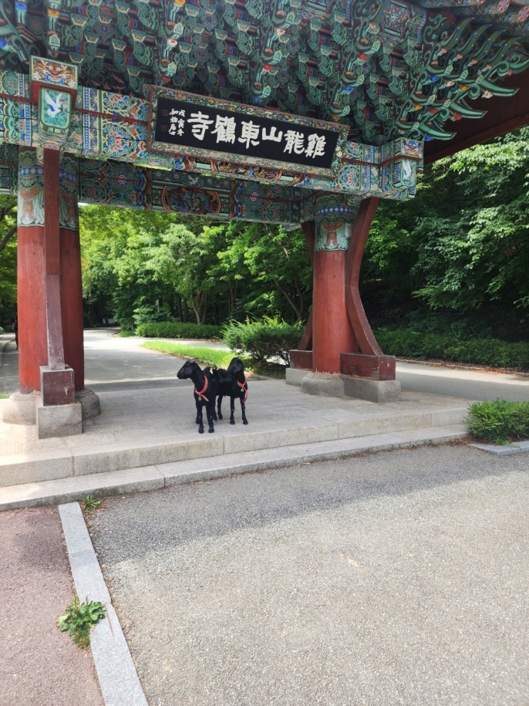  공주 세종 대전 근교 동학사 계곡